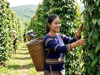 Giá hồ tiêu hôm nay 3.6: Giảm sâu so với cuối tháng trước