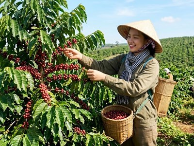 Giá cà phê hôm nay 7.6: Mất thêm 500-600 đồng/kg, áp lực giảm chưa dừng lại