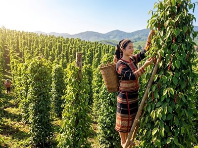 Giá hồ tiêu hôm nay 13.6: Đồng loạt tăng, cao nhất 140.500 đồng/kg