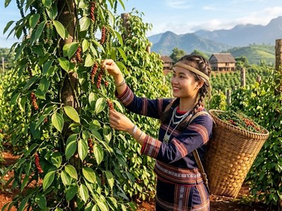 Giá tiêu ngày 15.6: Đi ngang, thị trường chờ lực mua mới