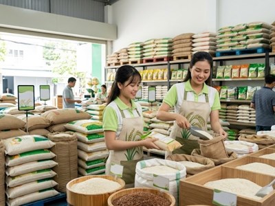 Giá lúa gạo hôm nay 16.6: Lúa thơm giữ giá, gạo xuất khẩu phân hóa