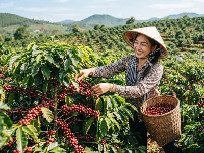 Giá cà phê hôm nay 27.6: Bật tăng 1.000 đồng/kg