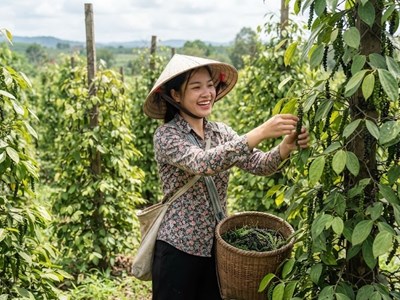 Giá hồ tiêu hôm nay 27.6: Thị trường đi ngang sau các phiên tăng