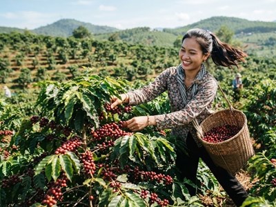 Giá cà phê hôm nay 29.6: Không đổi, thị trường vẫn neo vùng cao