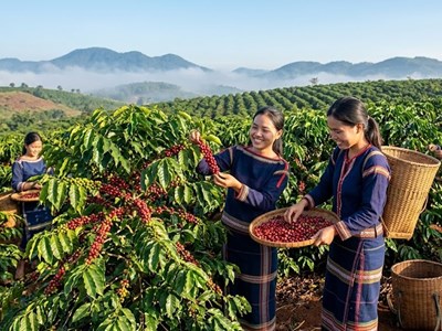 Giá cà phê hôm nay 8.7: Tăng mạnh, áp sát 97.000 đồng/kg