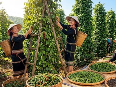 Giá hồ tiêu hôm nay 9.7: Tăng mạnh, nhiều vùng vượt 138.000 đồng/kg