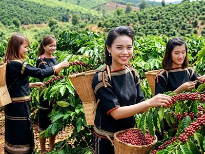 Giá cà phê ngày 16.7 đi ngang, cao nhất 97.300 đồng/kg