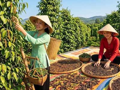 Giá hồ tiêu hôm nay 28.7.2026: Nhiều vùng tăng 500 đồng/kg