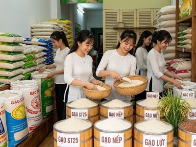 Giá lúa gạo hôm nay 31.7.2026: Gạo nguyên liệu tăng nhẹ