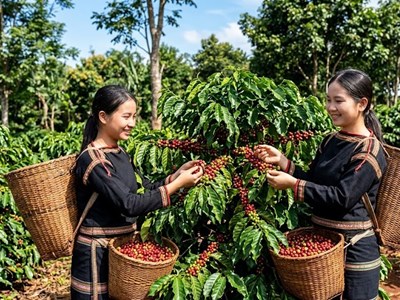 Giá cà phê hôm nay 3.8.2026 đi ngang, cao nhất 97.000 đồng/kg