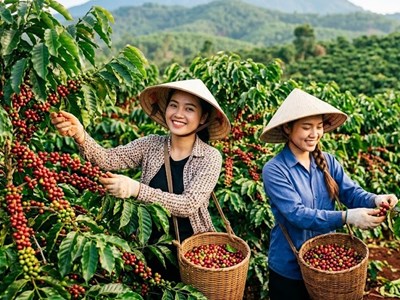 Giá cà phê hôm nay 8.8.2026 giảm mạnh 1.500 đồng/kg