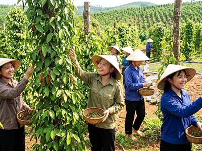 Giá hồ tiêu hôm nay 9.8.2026: Đồng loạt giảm 2.000 đồng/kg