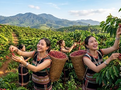 Giá cà phê hôm nay 12.8.2026: Cao nhất chạm 98.000 đồng/kg