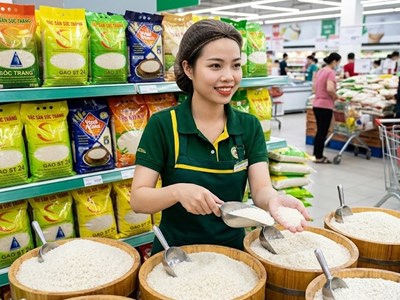 Giá lúa gạo hôm nay 13.8.2026: IR 504 giữ đà tăng