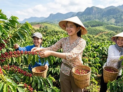 Giá cà phê hôm nay 17.8 ổn định sau chuỗi phiên giảm mạnh