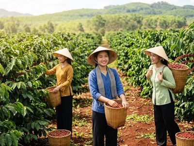 Giá cà phê hôm nay 18.8.2026 tăng trở lại, cao nhất 95.300 đồng/kg