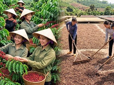 Giá cà phê hôm nay 23.8 giảm mạnh, thế giới đồng loạt đỏ sàn