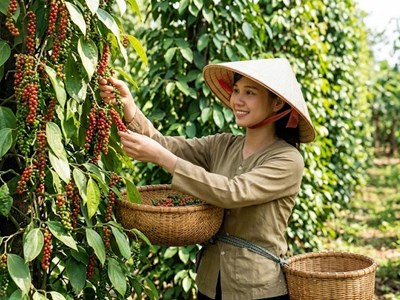 Giá hồ tiêu hôm nay 28.8 đi ngang sau phiên tăng nhẹ