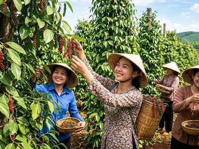 Giá hồ tiêu hôm nay 2.9.2026: Đi ngang, cao nhất 137.000 đồng/kg