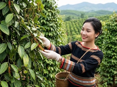 Giá tiêu hôm nay 18.9 chưa biến động, thị trường chờ lực mua mới