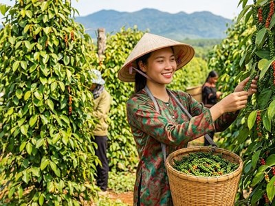Giá hồ tiêu hôm nay 21.9: Thị trường đi ngang, nhiều nơi giữ giá cao