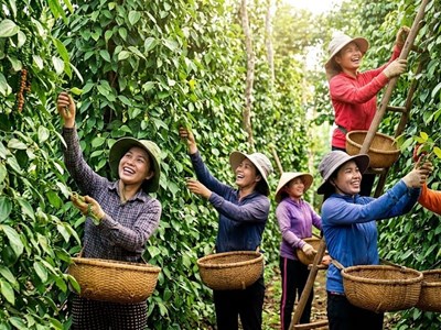 Giá hồ tiêu hôm nay 26.9.2026: Dao động 136.000–140.000 đồng/kg