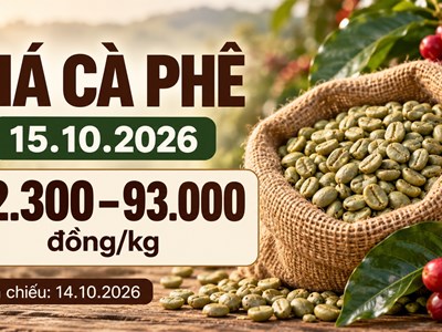 Giá cà phê hôm nay 15.10.2026: Chờ tín hiệu từ sàn London