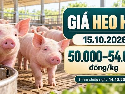 Giá heo hơi hôm nay 15.10.2026: Áp lực sau đợt giảm trên cả ba miền