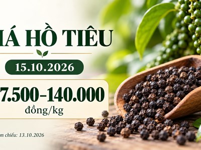 Giá tiêu hôm nay 15.10.2026: Chờ tín hiệu từ sức mua