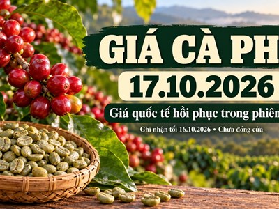 Giá cà phê hôm nay 17.10.2026: Robusta tăng trở lại