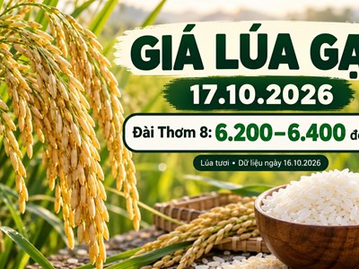 Giá lúa gạo hôm nay 17.10.2026: Sức mua quyết định nhịp mới
