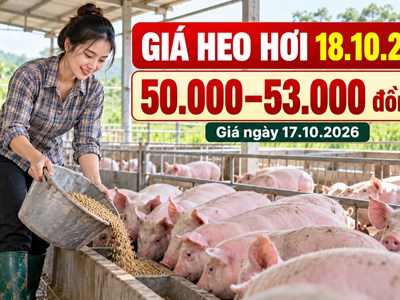 Giá heo hơi hôm nay 18.10.2026: Sức mua có giúp thị trường ổn định?