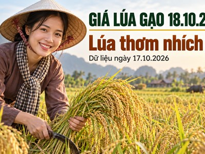 Giá lúa gạo hôm nay 18.10.2026: Lúa thơm chờ thêm lực mua