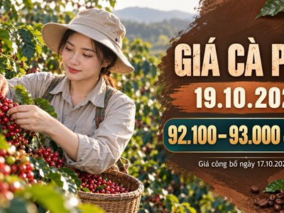 Giá cà phê hôm nay 19.10.2026: Sức ép vụ mới còn đáng chú ý