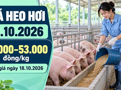 Giá heo hơi hôm nay 19.10.2026: Chờ tín hiệu phục hồi đầu tuần
