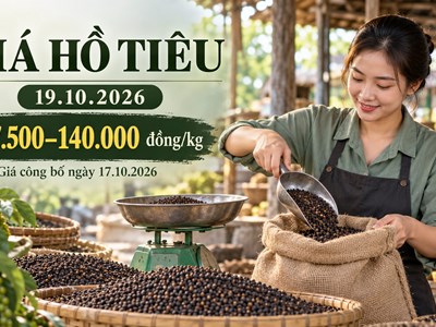 Giá hồ tiêu hôm nay 19.10.2026: Nguồn cung quốc tế tác động ra sao?
