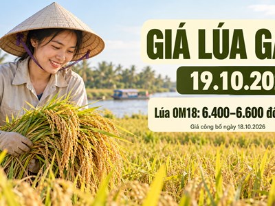 Giá lúa gạo hôm nay 19.10.2026: Lúa thơm chờ sức mua đầu tuần