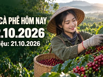 Giá cà phê hôm nay 22.10.2026: Áp lực từ hai sàn kỳ hạn