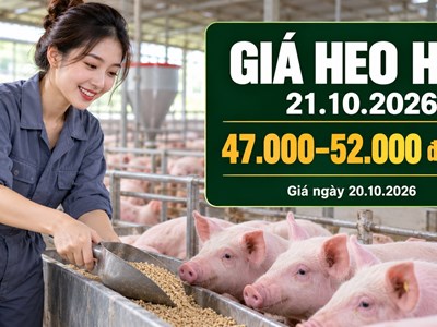 Giá heo hơi hôm nay 21.10.2026: Chờ điểm dừng sau phiên giảm mạnh