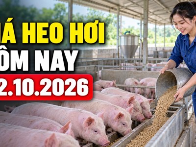 Giá heo hơi hôm nay 22.10.2026: Chờ thị trường tìm điểm cân bằng