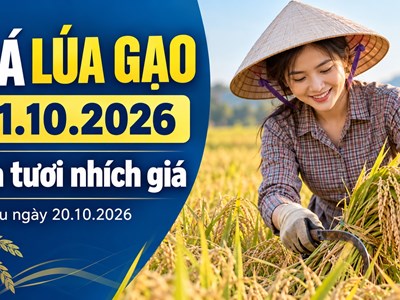 Giá lúa gạo hôm nay 21.10.2026: Lúa tươi nhích lên, sức mua còn chậm
