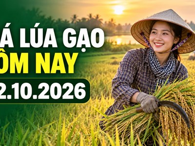 Giá lúa gạo hôm nay 22.10.2026: Sức mua quyết định đà giá
