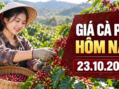 Giá cà phê hôm nay 23.10.2026: Robusta và Arabica trái chiều