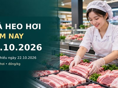 Giá heo hơi hôm nay 23.10.2026: Miền Bắc chịu sức ép