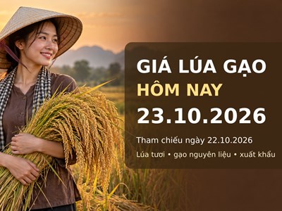 Giá lúa gạo hôm nay 23.10.2026: Gạo thơm xuất khẩu có lực đỡ
