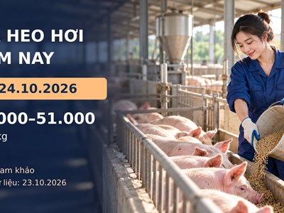 Giá heo hơi hôm nay 24.10.2026: Theo dõi cung cầu sau đợt giảm