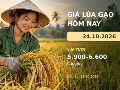 Giá lúa gạo hôm nay 24.10.2026: Sức mua còn dè dặt