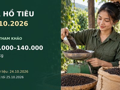 Giá hồ tiêu hôm nay 26.10.2026: Chờ tín hiệu thu mua đầu tuần