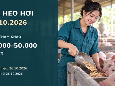 Giá heo hơi hôm nay 27.10.2026: Theo dõi sức mua sau nhịp giảm