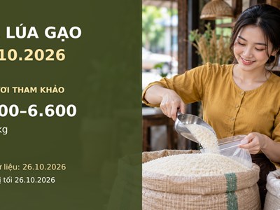 Giá lúa gạo hôm nay 27.10.2026: Gạo thơm xuất khẩu ở mức nào?